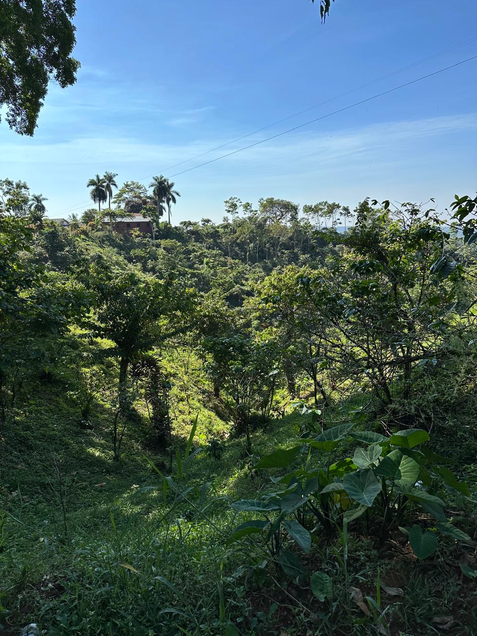 Shaded coffee-growing hillside in San Marcos