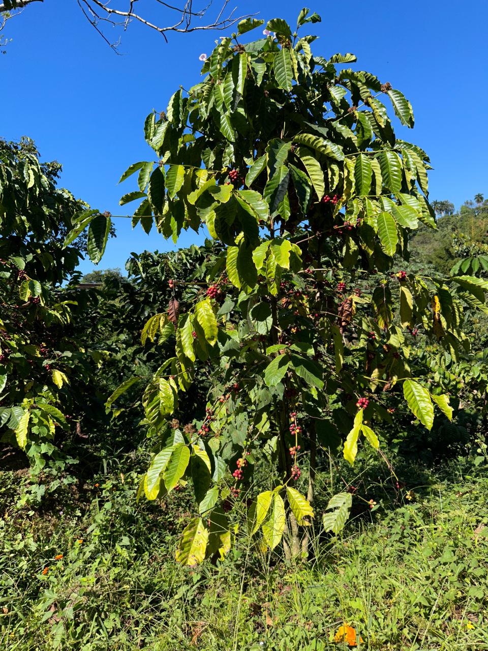 Coffee tree loaded with cherries under a blue sky