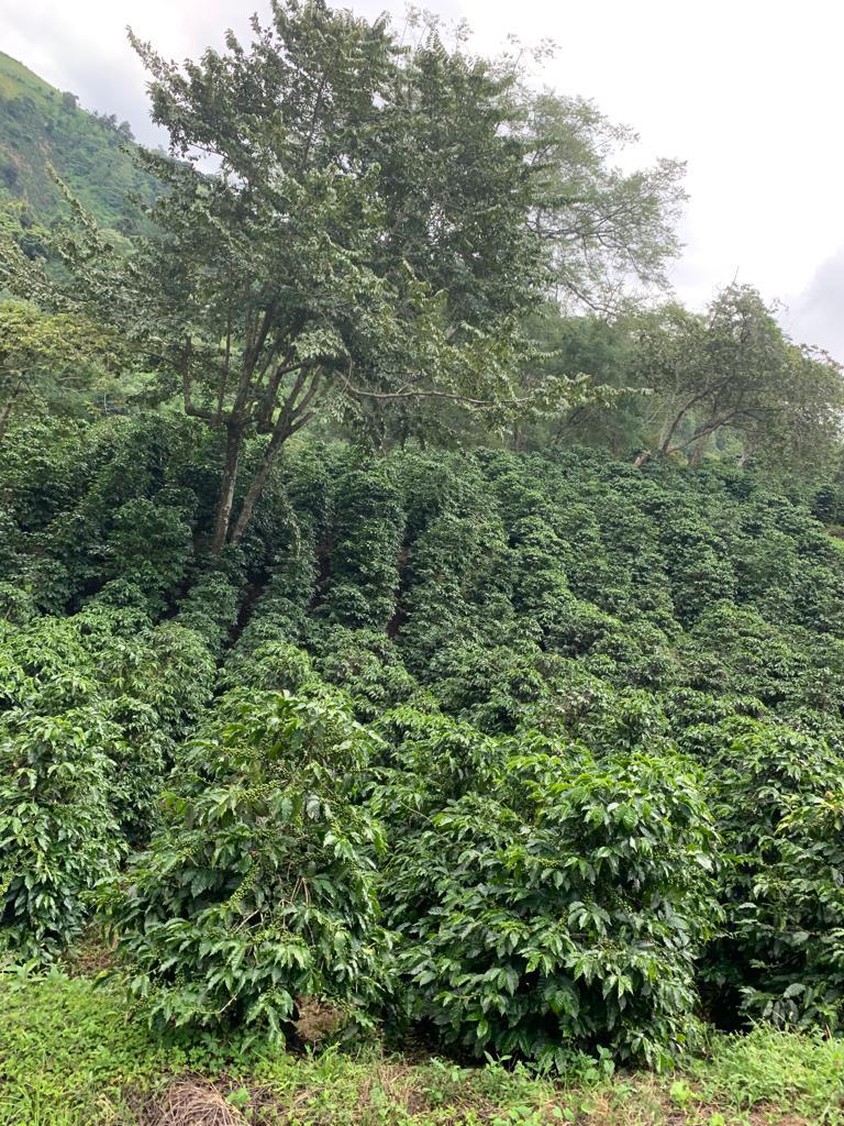 Coffee origin photograph for Antigua