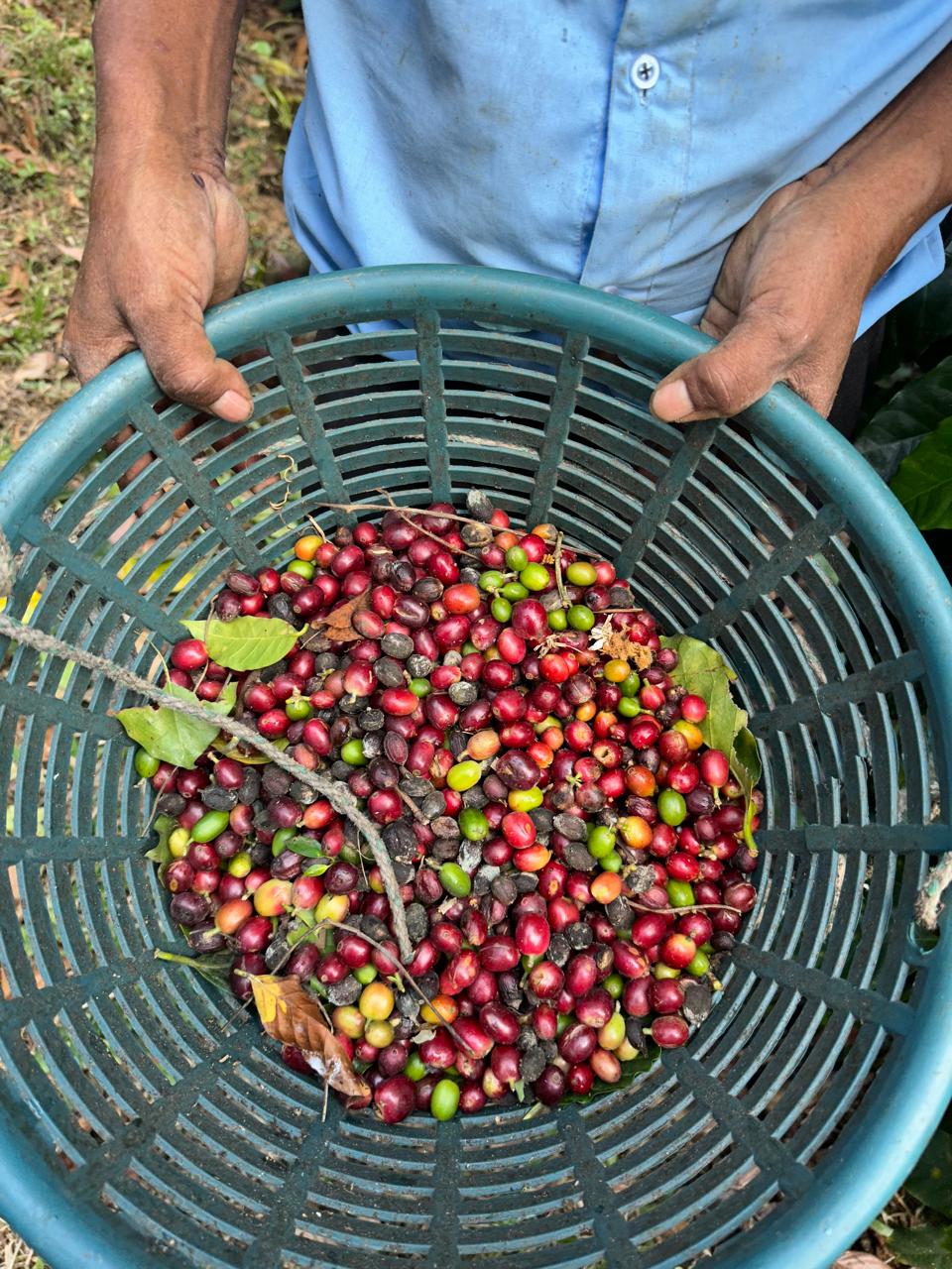 Producer holding a basket of freshly harvested coffee cherries