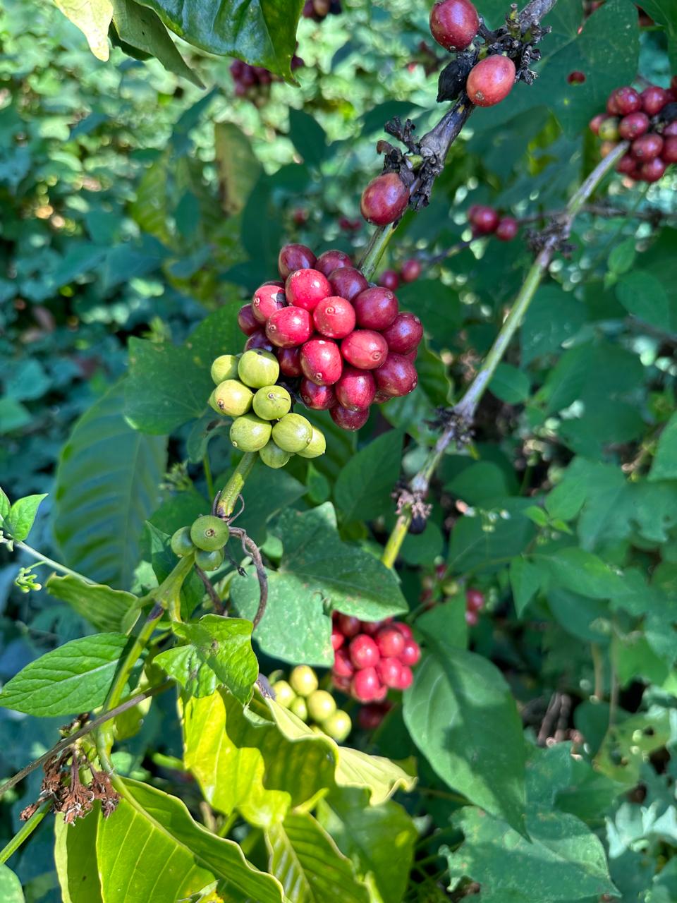 Red and green coffee cherries ripening on the branch