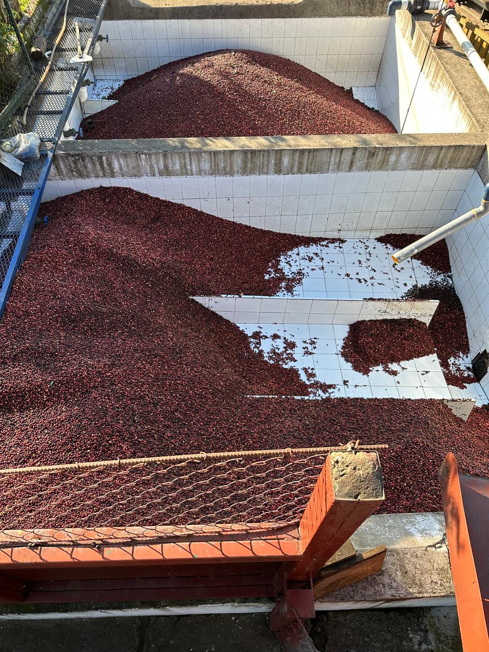 Freshly harvested coffee cherries in receiving tanks